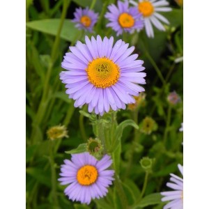 aster tongolski (Aster tongolensis) Wartburg Star- Świat bylin - sklep internetowy