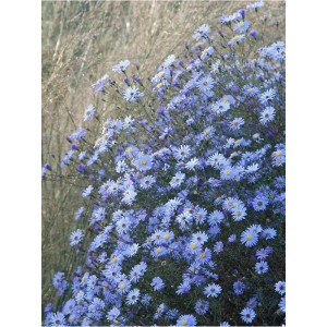 aster preriowy (Aster turbinellus) - Świat bylin - sklep internetowy
