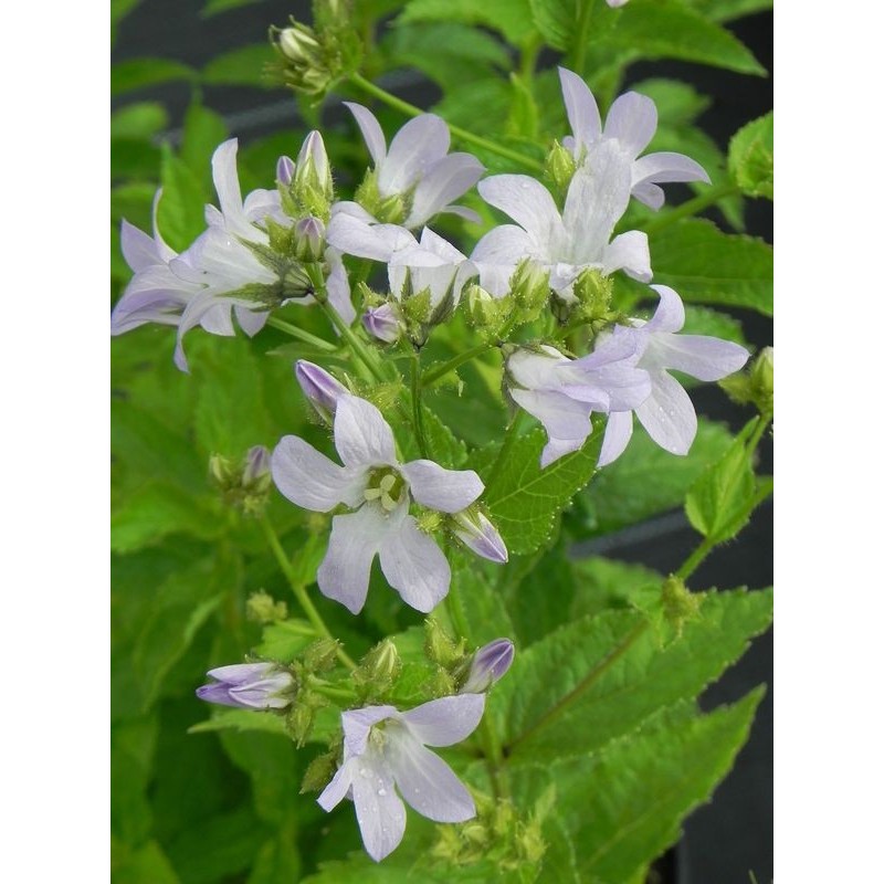 dzwonek kremowy (Campanula lactiflora) New Hybrid- Świat bylin - sklep internetowy