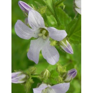 dzwonek kremowy (Campanula lactiflora) New Hybrid- Świat bylin - sklep internetowy