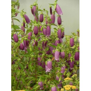 dzwonek kropkowany (Campanula punctata) Rubriflora- Świat bylin - sklep internetowy