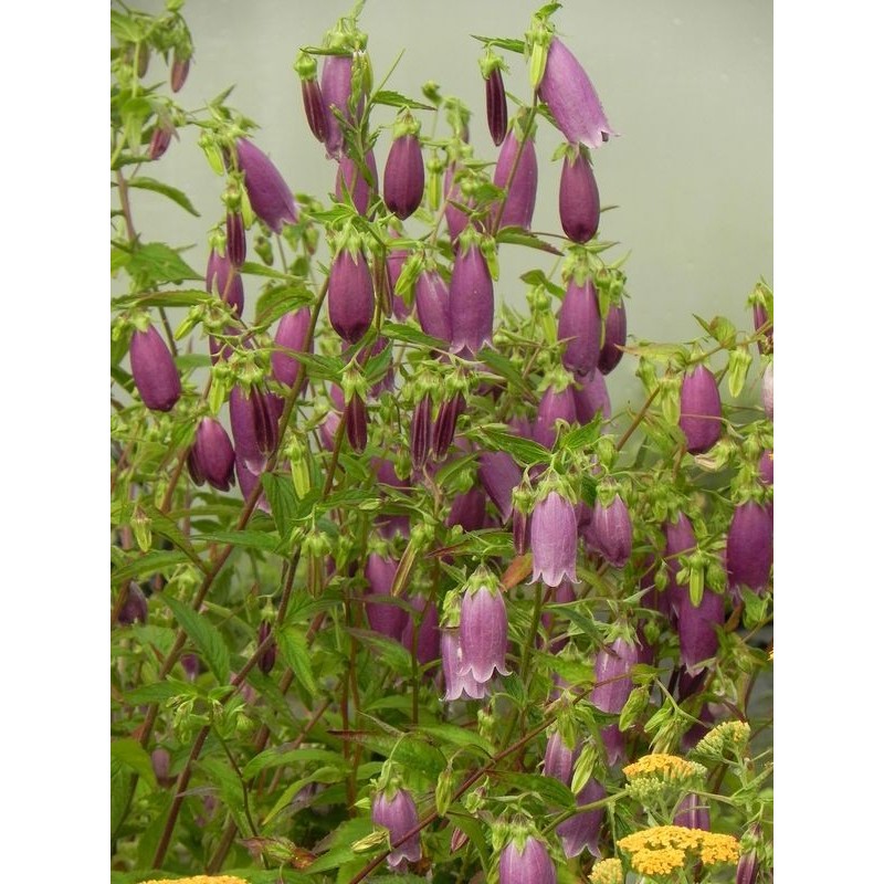 dzwonek kropkowany (Campanula punctata) Rubriflora- Świat bylin - sklep internetowy