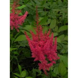 tawułka Arendsa (Astilbe x arendsii) Else Schluck- Świat bylin - sklep internetowy
