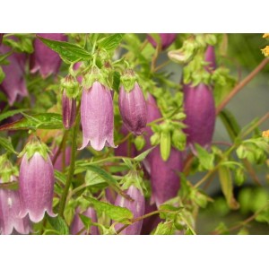 dzwonek kropkowany (Campanula punctata) Rubriflora- Świat bylin - sklep internetowy
