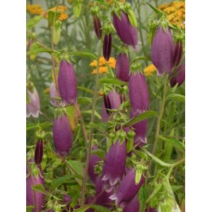 dzwonek kropkowany (Campanula punctata) Rubriflora- Świat bylin - sklep internetowy