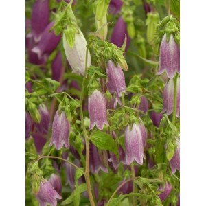 dzwonek kropkowany (Campanula punctata) Rubriflora- Świat bylin - sklep internetowy
