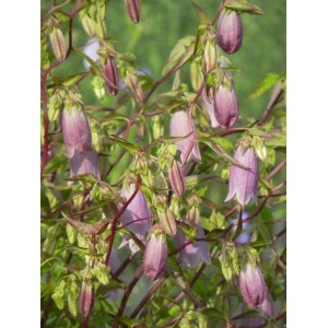 dzwonek kropkowany (Campanula punctata) Rubriflora- Świat bylin - sklep internetowy