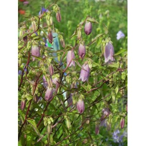 dzwonek kropkowany (Campanula punctata) Rubriflora- Świat bylin - sklep internetowy