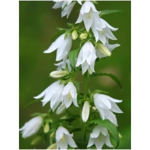dzwonek pokrzywolistny (Campanula trachelium) Album- Świat bylin - sklep internetowy