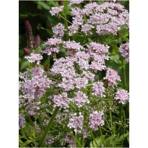 świerząbek orzęsiony (Chaerophyllum hirsutum) Roseum- Świat bylin - sklep internetowy