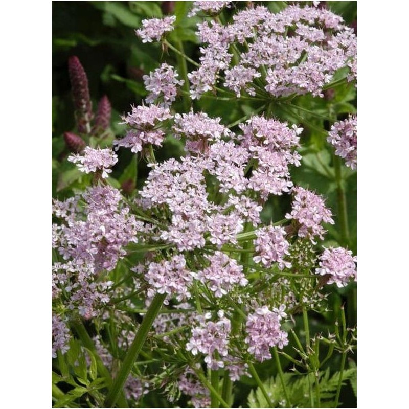 świerząbek orzęsiony (Chaerophyllum hirsutum) Roseum- Świat bylin - sklep internetowy