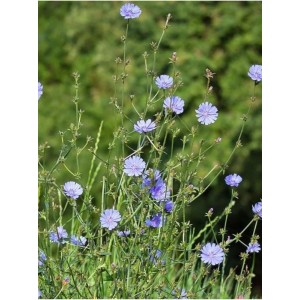 cykoria podróżnik (Cichorium intybus) - Świat bylin - sklep internetowy