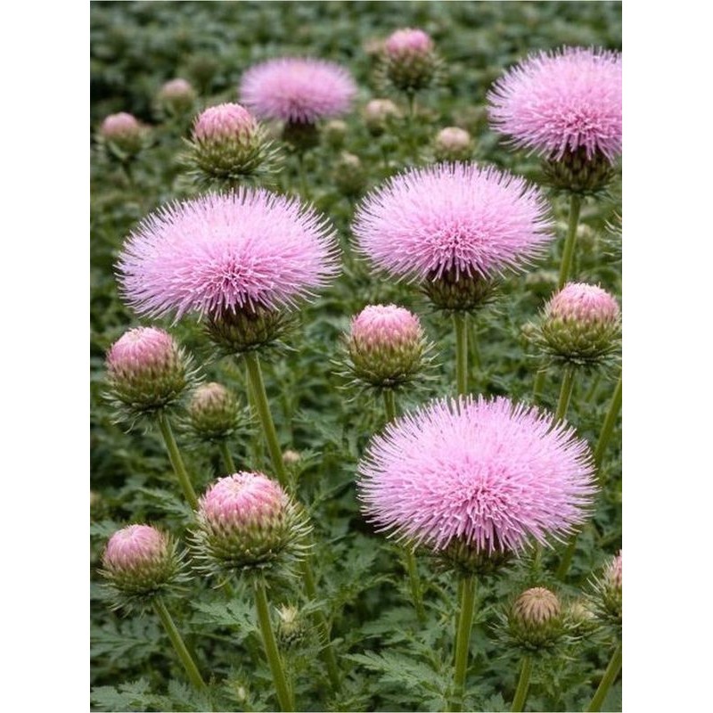 ostrożeń japoński (Cirsium japonicum) Pink Beauty- Świat bylin - sklep internetowy