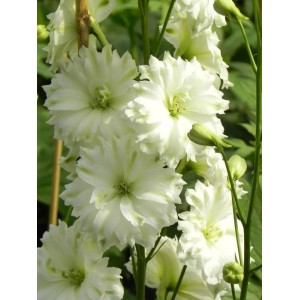 ostróżka wyniosła (Delphinium elatum New Millennium) Double Innocence- Świat bylin - sklep internetowy
