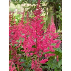 tawułka Arendsa (Astilbe x arendsii) Etna- Świat bylin - sklep internetowy