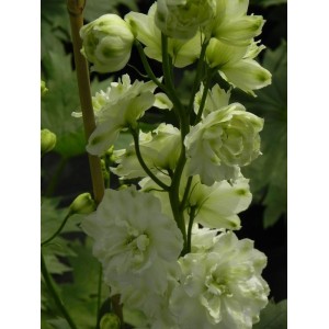 ostróżka wyniosła (Delphinium elatum New Millennium) Double Innocence- Świat bylin - sklep internetowy