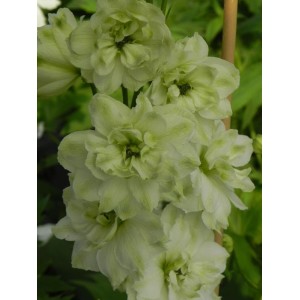 ostróżka wyniosła (Delphinium elatum New Millennium) Double Innocence- Świat bylin - sklep internetowy