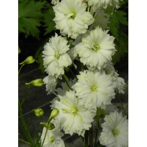 ostróżka wyniosła (Delphinium elatum New Millennium) Double Innocence- Świat bylin - sklep internetowy