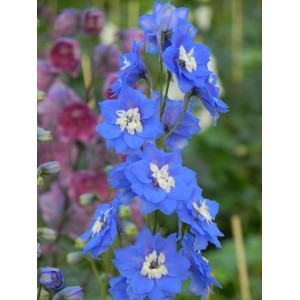 ostróżka wyniosła (Delphinium elatum New Millennium F1-Hybrids) Royal Aspirations- Świat bylin - sklep internetowy