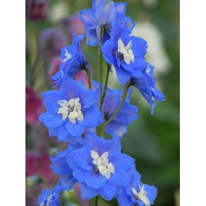 ostróżka wyniosła (Delphinium elatum New Millennium F1-Hybrids) Royal Aspirations- Świat bylin - sklep internetowy