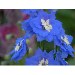 ostróżka wyniosła (Delphinium elatum New Millennium F1-Hybrids) Royal Aspirations- Świat bylin - sklep internetowy