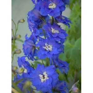 ostróżka wyniosła (Delphinium elatum New Millennium F1-Hybrids) Royal Aspirations- Świat bylin - sklep internetowy