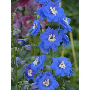 ostróżka wyniosła (Delphinium elatum New Millennium F1-Hybrids) Royal Aspirations- Świat bylin - sklep internetowy
