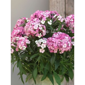 goździk brodaty (Dianthus x barbatus) Dart Pink Magician- Świat bylin - sklep internetowy