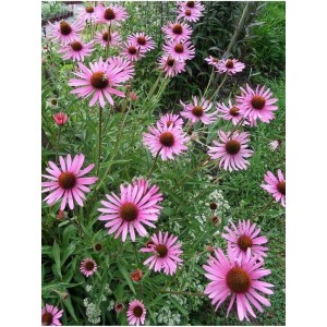 jeżówka tennesyjska (Echinacea tennesseensis) Rocky Top- Świat bylin - sklep internetowy