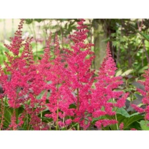 tawułka Arendsa (Astilbe x arendsii) Etna- Świat bylin - sklep internetowy