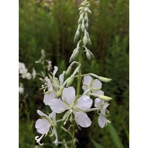 wierzbówka kiprzyca (Epilobium angustifolium) Album- Świat bylin - sklep internetowy
