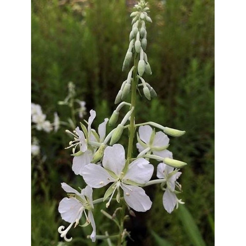wierzbówka kiprzyca (Epilobium angustifolium) Album- Świat bylin - sklep internetowy