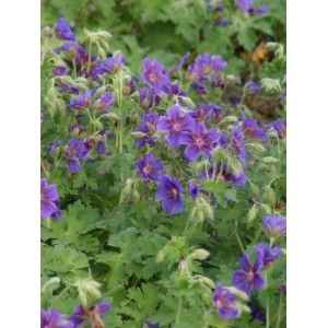 bodziszek wspaniały (Geranium magnificum) Rosemoor- Świat bylin - sklep internetowy
