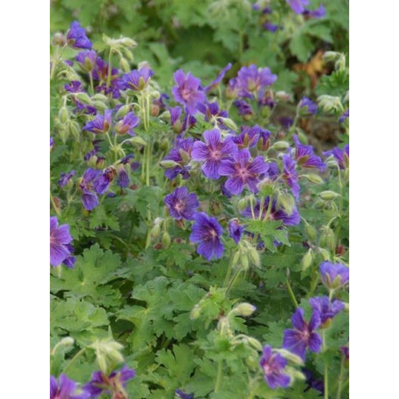 bodziszek wspaniały (Geranium magnificum) Rosemoor- Świat bylin - sklep internetowy
