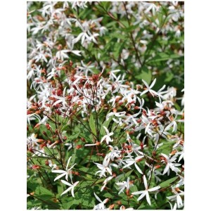 gillenia trójlistna (Gillenia trifoliata) - Świat bylin - sklep internetowy