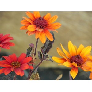 słoneczniczek szorstki (Heliopsis helianthoides var. scabra) Bleeding Hearts- Świat bylin - sklep internetowy