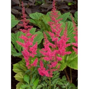 tawułka Arendsa (Astilbe x arendsii) Etna- Świat bylin - sklep internetowy