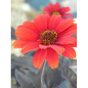 słoneczniczek szorstki (Heliopsis helianthoides var. scabra) Bleeding Hearts- Świat bylin - sklep internetowy