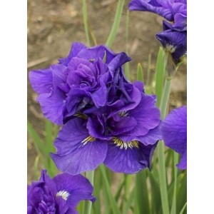 kosaciec syberyjski (Iris sibirica) Double Standard- Świat bylin - sklep internetowy