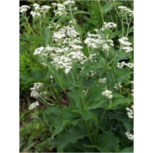 partenium całolistne / dzika chinina (Parthenium intrgrifolium) - Świat bylin - sklep internetowy
