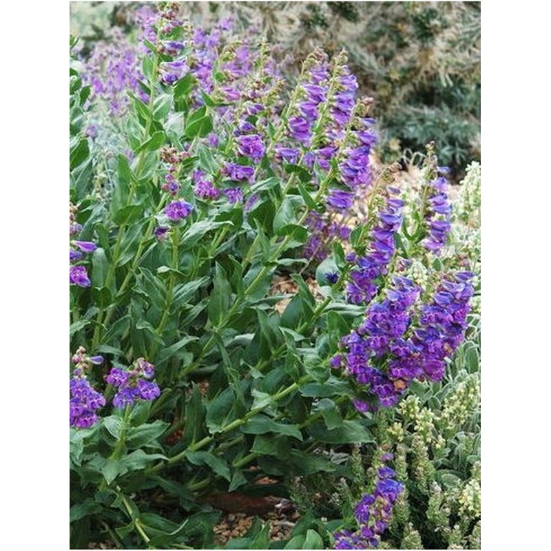 penstemon alpejski (Penstemon alpinus) - Świat bylin - sklep internetowy