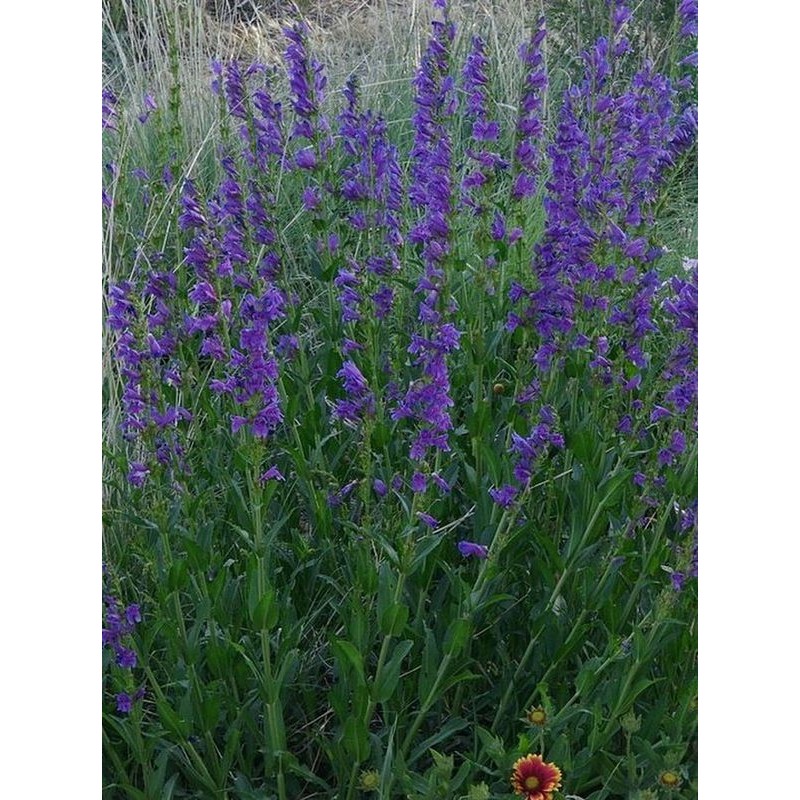 penstemon wyprostowany (Penstemon strictus) Bandera- Świat bylin - sklep internetowy