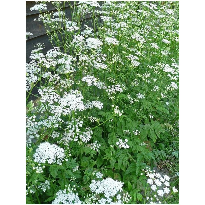 biedrzeniec wielki (Pimpinella major) - Świat bylin - sklep internetowy