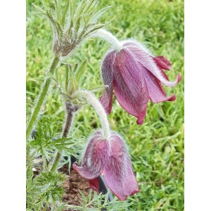sasanka zwyczajna (Pulsatilla vulgaris) Red Bells- Świat bylin - sklep internetowy