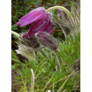 sasanka zwyczajna (Pulsatilla vulgaris) Red Bells- Świat bylin - sklep internetowy