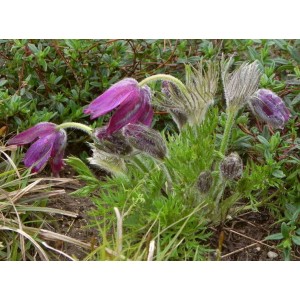 sasanka zwyczajna (Pulsatilla vulgaris) Red Bells- Świat bylin - sklep internetowy