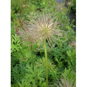 sasanka zwyczajna (Pulsatilla vulgaris) Red Bells- Świat bylin - sklep internetowy