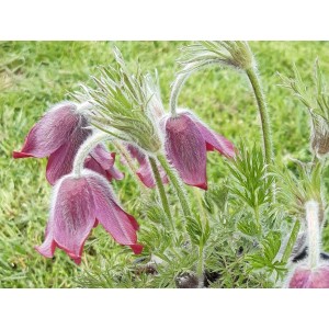 sasanka zwyczajna (Pulsatilla vulgaris) Red Bells- Świat bylin - sklep internetowy