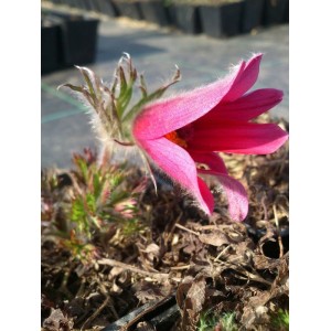 sasanka zwyczajna (Pulsatilla vulgaris) Red Bells- Świat bylin - sklep internetowy