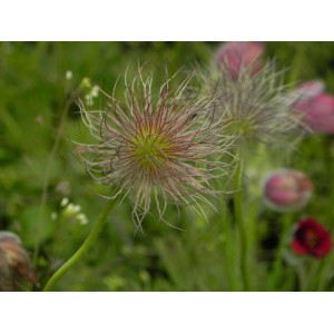 sasanka zwyczajna (Pulsatilla vulgaris) Red Bells- Świat bylin - sklep internetowy